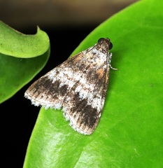 Salma ridiculalis