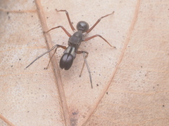 Myrmarachne jacksoni