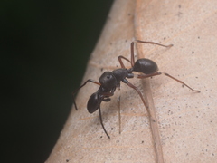 Myrmarachne jacksoni