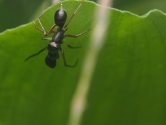 Myrmarachne jacksoni