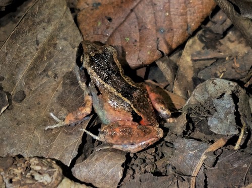 Cuban Groin-spot Frog