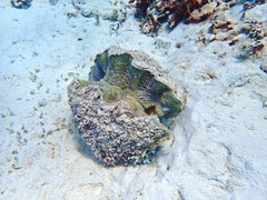 Hippopus hippopus