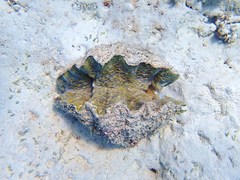 Hippopus hippopus