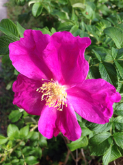 Rosa rugosa