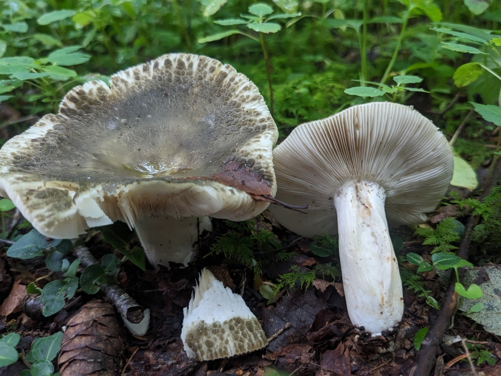 Russula sp. 'raymondii'