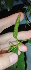 Piper retrofractum, photograph (c) insect ID, some rights reserved (CC BY)