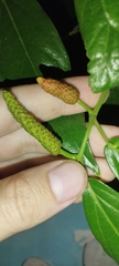 Piper retrofractum, photograph (c) insect ID, some rights reserved (CC BY)