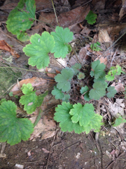 Heuchera missouriensis