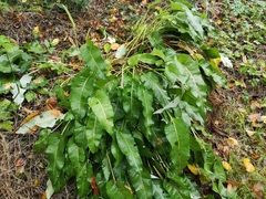 Bistorta officinalis