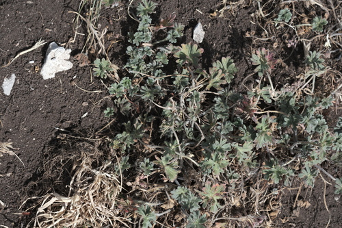 Geranium austroapenninum (Geranium austroapenninum)