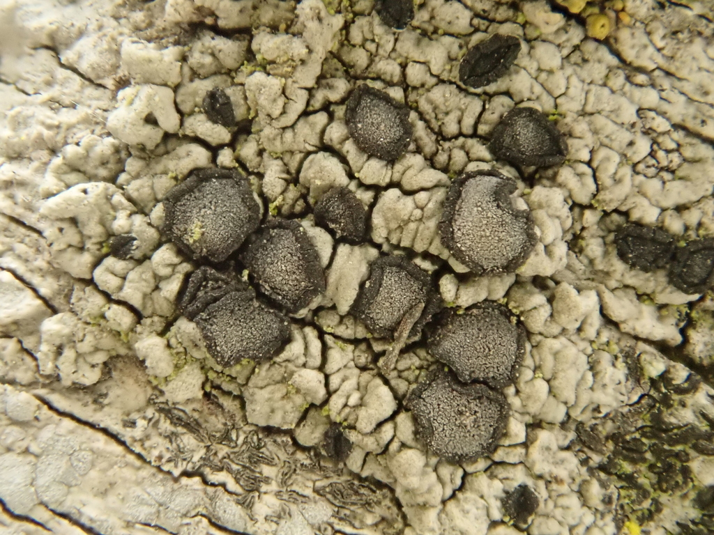Lecanactis californica