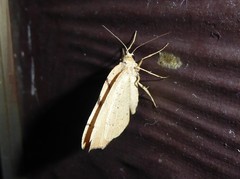 Sestra humeraria
