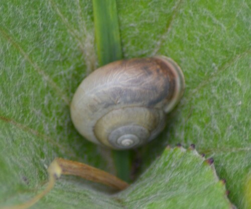 Monacha cantiana