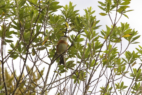 Bay-chested Warbling Finch (Castanozoster thoracicus), photo 10