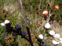 Castiarina decemmaculata