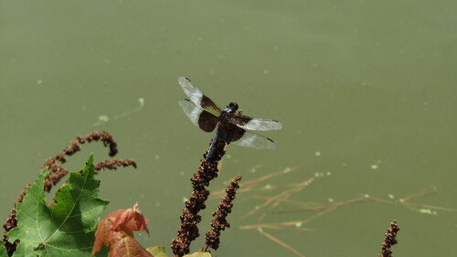 Widow Skimmer
