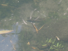 Hampala macrolepidota