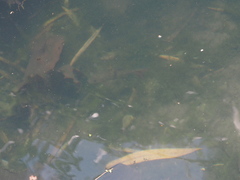 Hampala macrolepidota