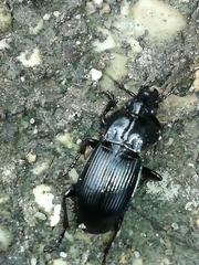 Abax parallelepipedus euganensis
