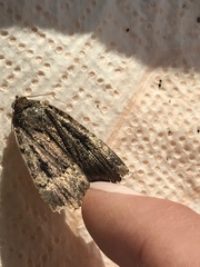 Lepidoptera