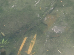 Hampala macrolepidota