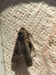 Lepidoptera