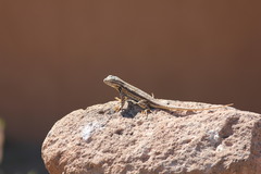 Sceloporus tristichus