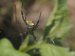 Argiope modesta
