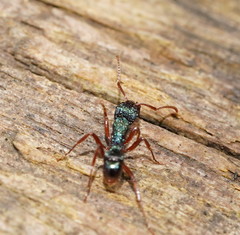 Rhytidoponera aspera