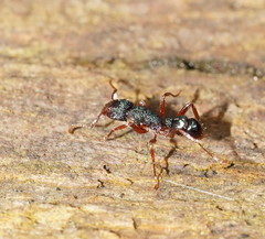 Rhytidoponera aspera