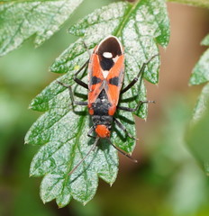 Melanerythrus mactans