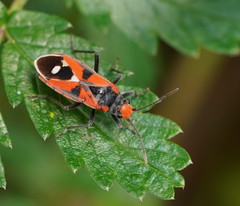 Melanerythrus mactans