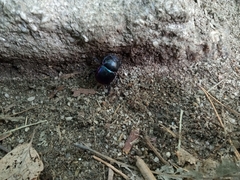 Phelotrupes auratus