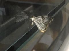 Pseudaphelia apollinaris