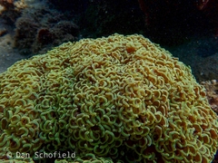 Fimbriaphyllia ancora