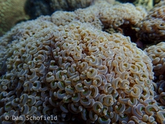 Fimbriaphyllia ancora