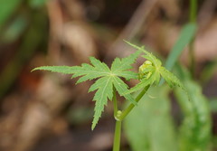 Hydrocotyle geraniifolia