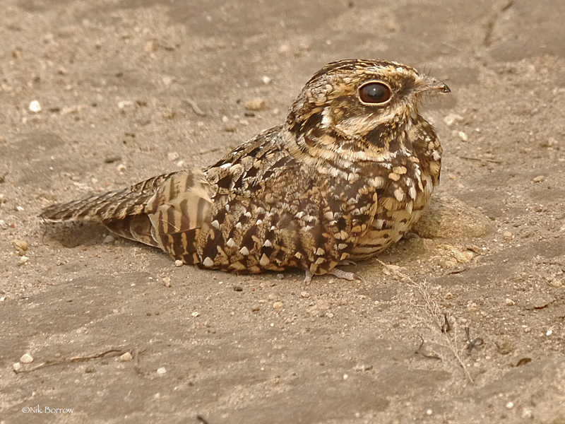 Swamp Nightjar photo