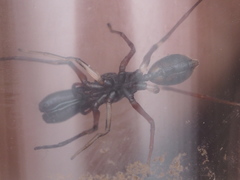 Myrmarachne jacksoni