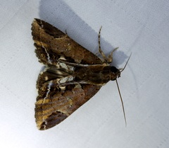 Ercheia cyllaria