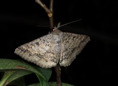 Ericeia inangulata