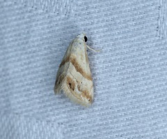 Eublemma roseana