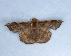 Fascellina chromataria