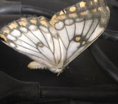 Pseudaphelia apollinaris