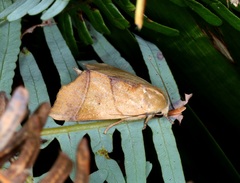 Carea angulata