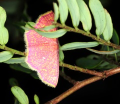 Chrysocraspeda miniosa