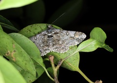 Cleora repulsaria