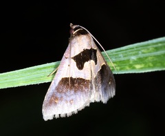 Crithote pallivaga