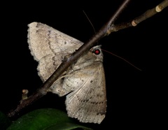 Ericeia inangulata