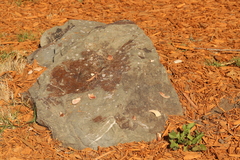 Dimelaena